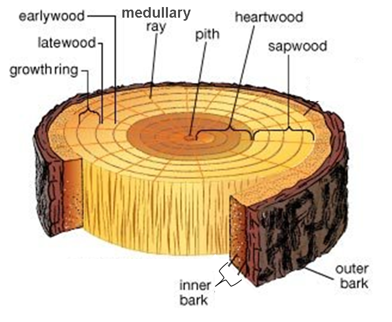 Diagram of a Tree