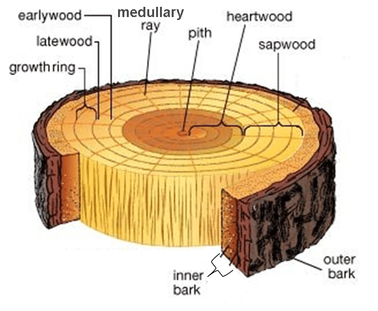 Wooden Supports